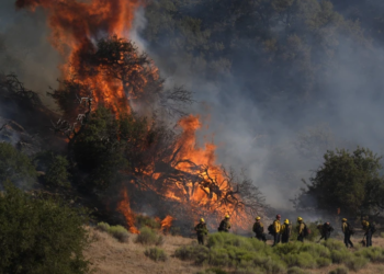 240615 california post fire cc 0133a afb01a