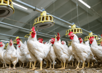 3326 brojlernye pticefabriki