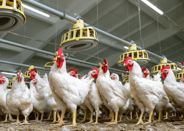 3326 brojlernye pticefabriki