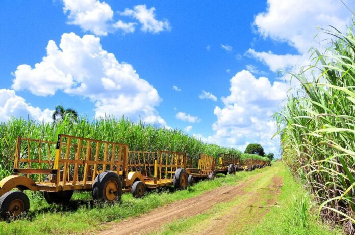 Central Romana anuncia fin de Zafra 2024; pagó RD$939 millones en bonificación a trabajadores