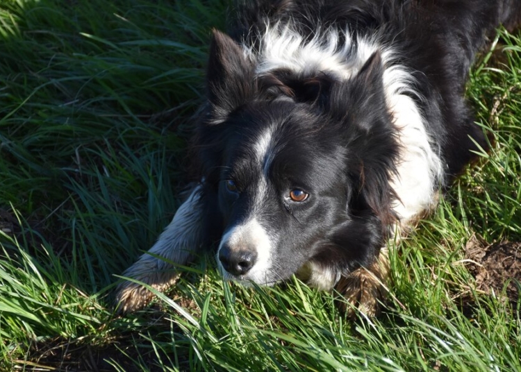 Mirada directa cara border collie agachado hierba 493961 395