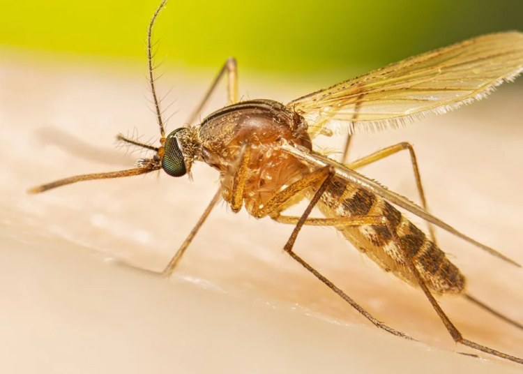 Southernhousemosquito