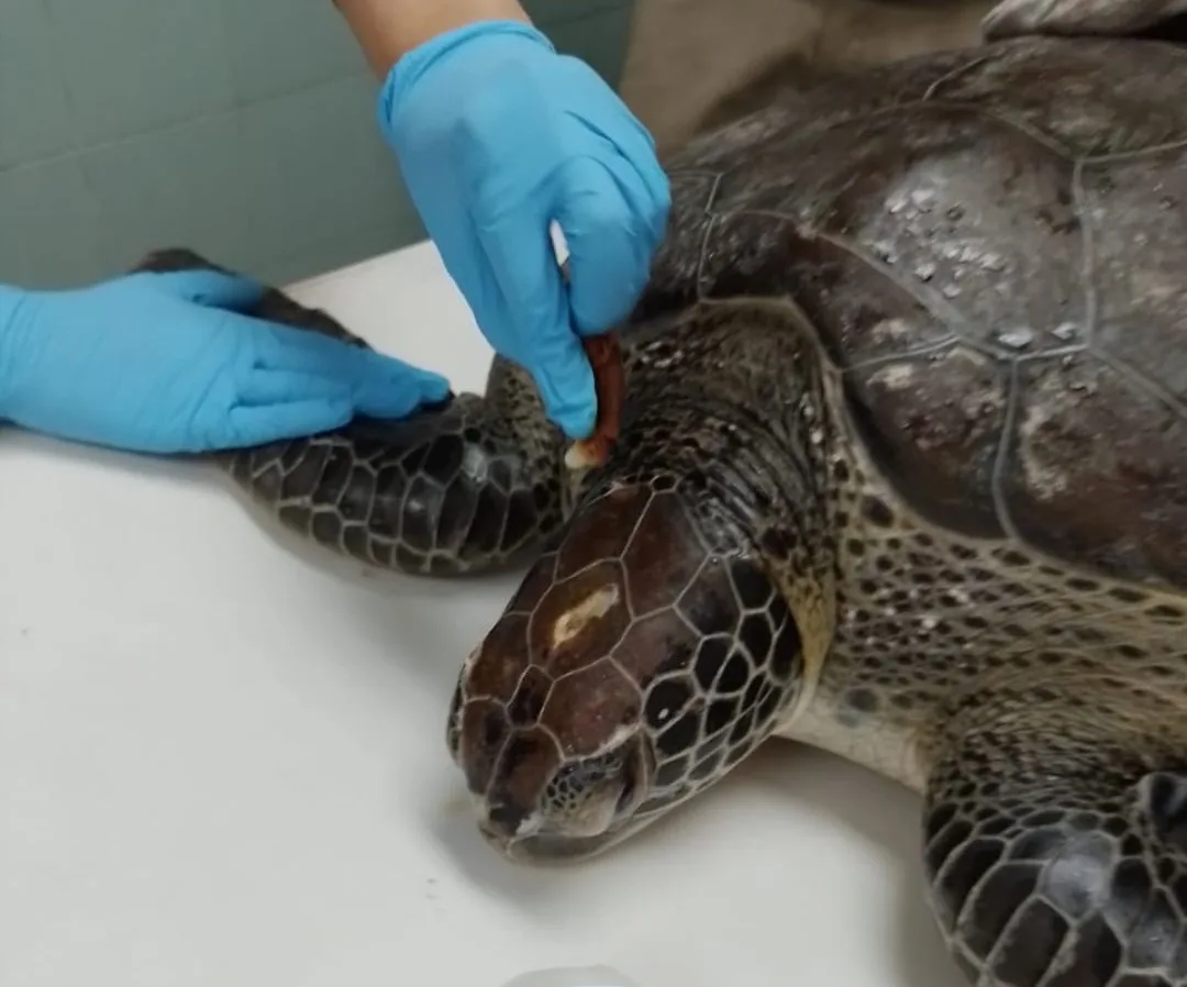 Whatsapp image 2024 08 24 at 5. 43. 22 pm 1