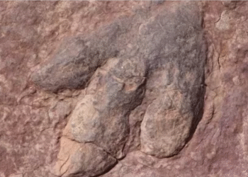 Huellas dinosaurios