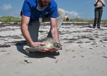 Liberan en florida tortuga marina rehabilitada focus 0 0 896 504