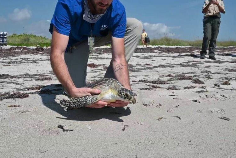 Liberan en florida tortuga marina rehabilitada focus 0 0 896 504