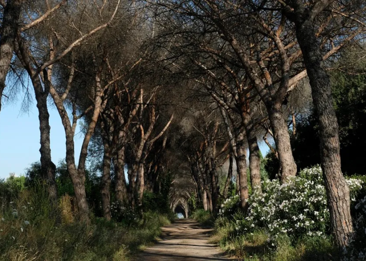 Pinos