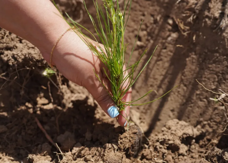 AND08262 La reforestacion fortalecera el desarrollo del ecoturismo jpg