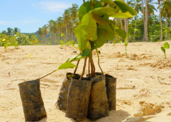 Siembra 1140x694 1 jpeg