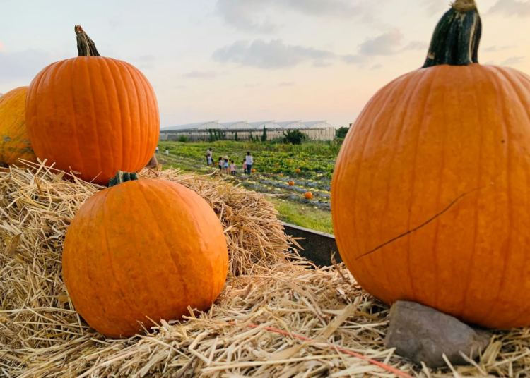 WhatsApp Image 2024 09 12 at 10.36.48 AM jpeg