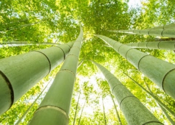 bambu japones Japanese bamboo