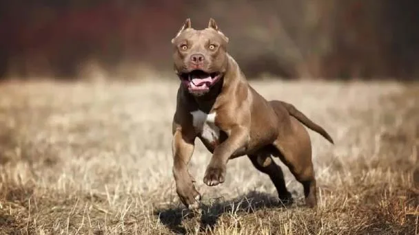 Dos ataques de perros pitbull en 10 dias en rd focus 0 0 608 342 jpg