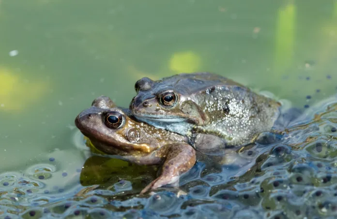 Ranas europeas evitan apareamientos forzados 