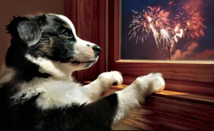 Fuegos artificiales: el impacto en nuestras mascotas