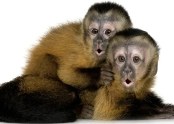 101009787 gettyimages 93212664.jpg