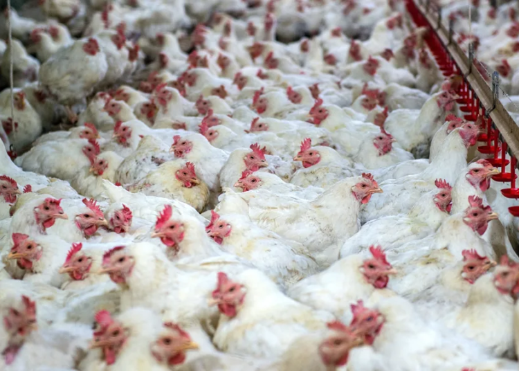 ganancias granja productora carne pollo