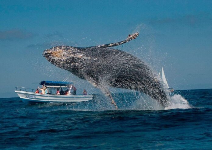 Este fenómeno natural atrae a miles de turistas y lugareños que se aventuran a disfrutar de una de las experiencias más impresionantes de la naturaleza.