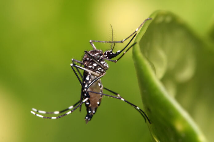 Filipinas paga por cada mosquito atrapado