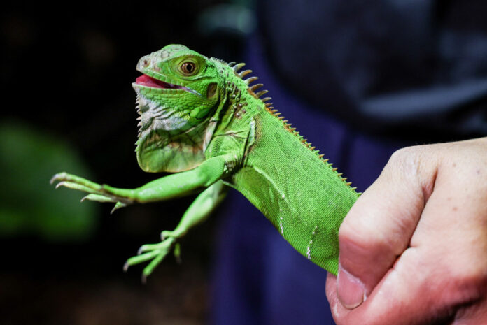 Taiwán paga a cazadores para “controlar” la población de iguanas verdes