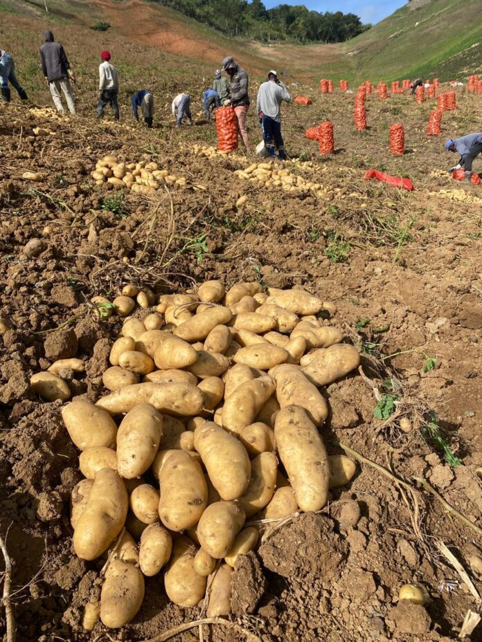 Agricultura descarta presencia de plaga de papa en Constanza