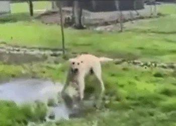 Captura de pantalla 2025 03 26 072807