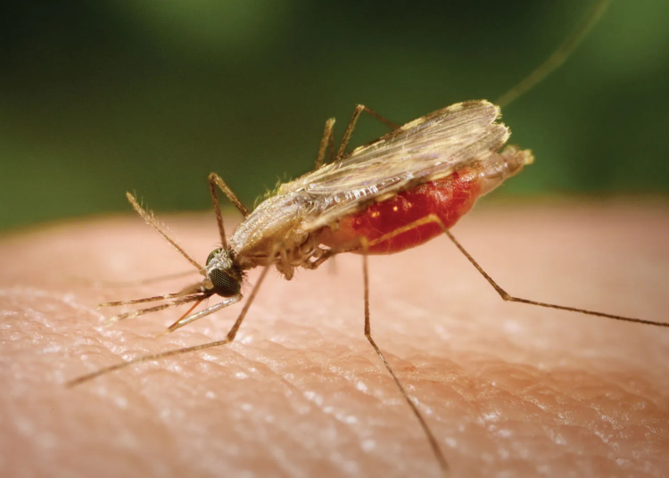 Mosquito human Asia malaria vector