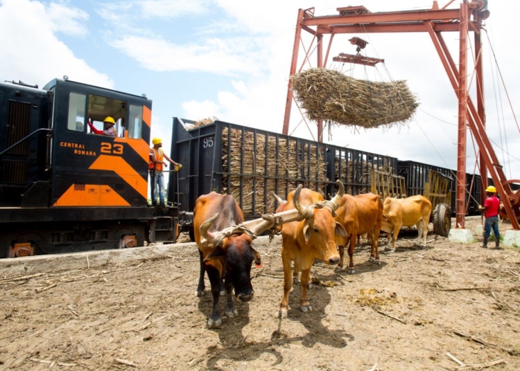 Una de las tantas estaciones de carga de cana de azucar del Central Romana que utiliza la combinacion de carretas tiradas por bueyes y locomotoras scaled