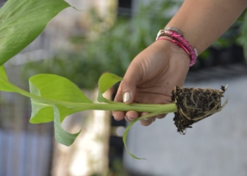 Whatsapp image 2025 03 24 at 2. 58. 46 pm scaled