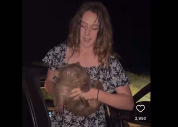 A9ed81d1 a3df 4ed1 abe7 62f2f23716bb alta libre aspect ratio default 0