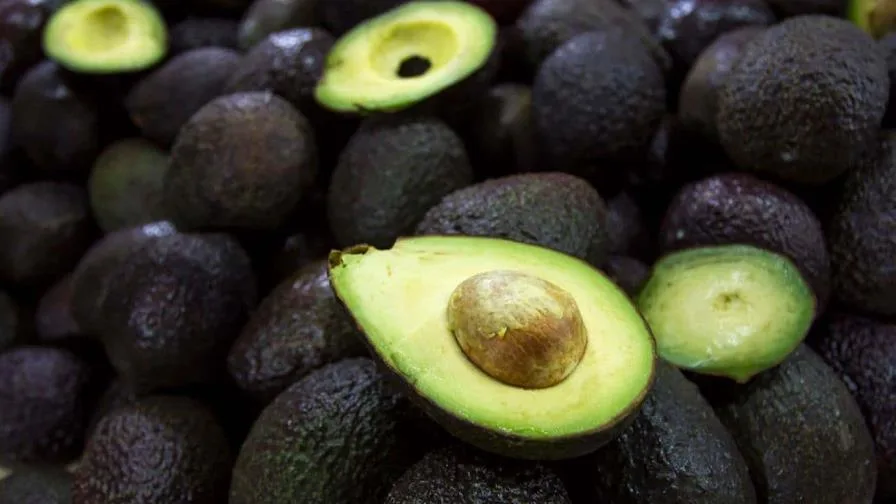 aguacate focus 0 0 896 504