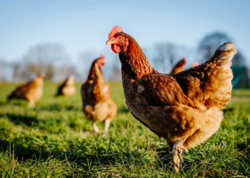 Imagen preview como saber edad gallina