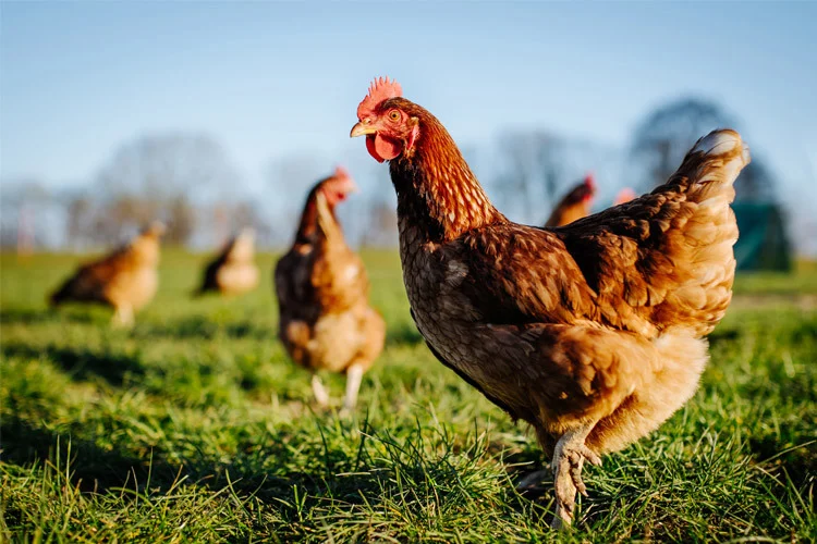 imagen preview como saber edad gallina