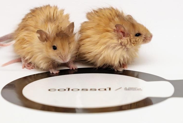 raton mamut efe 9d744482070e98ed4b698edf53b7427a43d54d48w 9b249270 focus 0 0 896 504