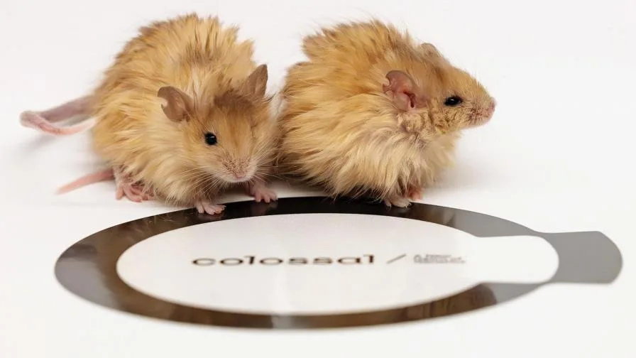 raton mamut efe 9d744482070e98ed4b698edf53b7427a43d54d48w 9b249270 focus 0 0 896 504