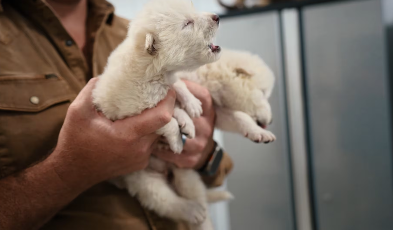 Anuncian la desextinción del lobo gigante tras más de 10,000 años de extinción