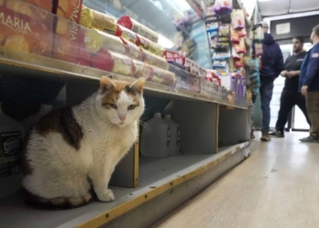 Los gatos de bodega en nueva york, amados pero prohibidos