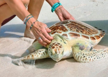 Liberan tortuga marina rehabilitada en los cayos de florida durante celebración del día de la tierra