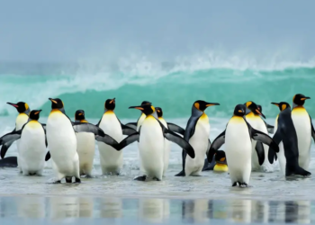 Trump no impone aranceles a rusia, pero sí a islas de pingüinos