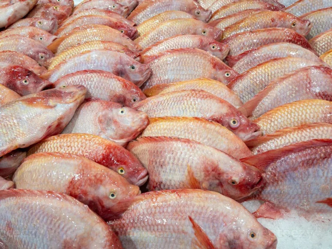 Arranca producción de tilapia en presa de Sabaneta 1 Tilapia, producción en Sabaneta