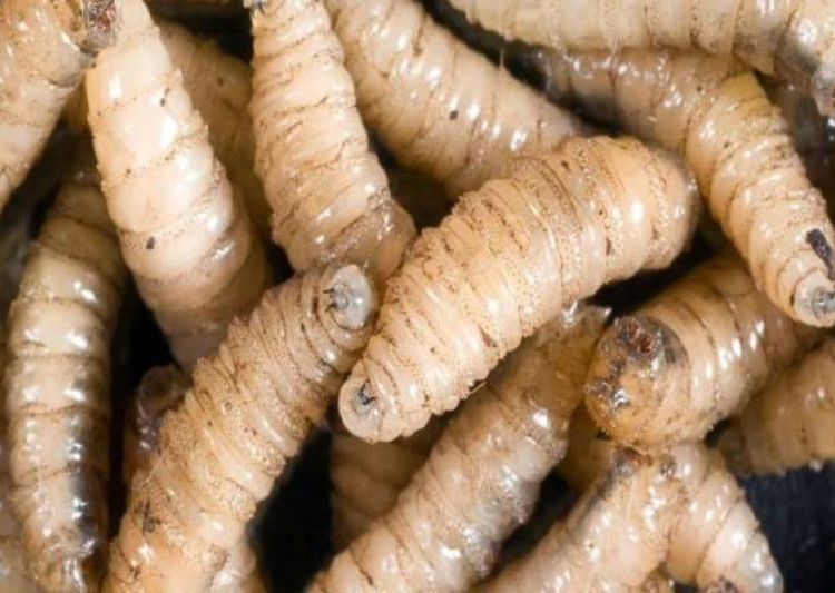 Mosca cochliomyia hominivorax, causante del gusano barrenador