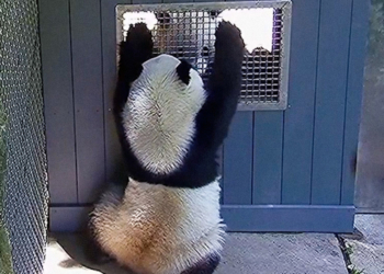 Dos pandas 'coquetean' en un zoo de washington