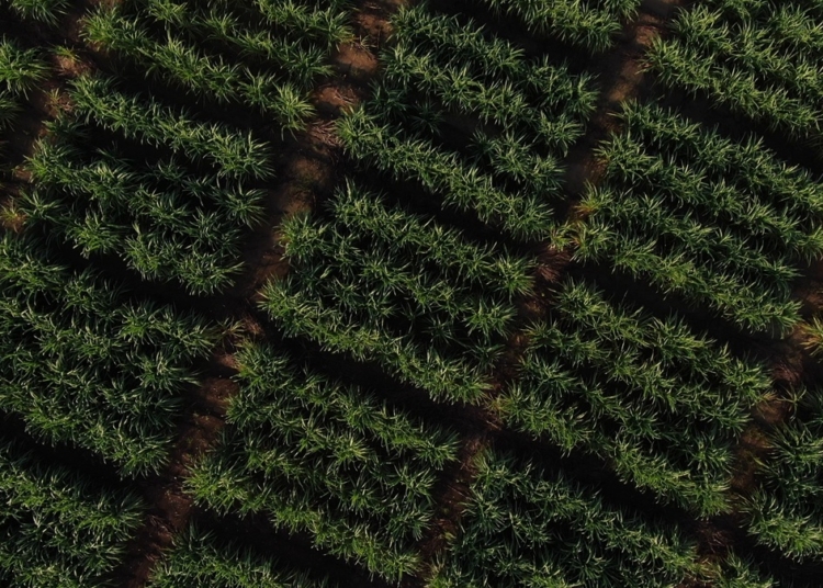 Campo de caña de azúcar