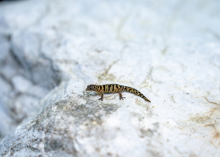 "Gecko de Bandas de Samaná Sphaerodactylus samanensis"