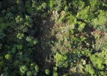 Barrick gold inicia corte de árboles en la cabecera del río el naranjo