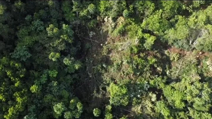 Barrick gold justifica tala de árboles con plan ambiental