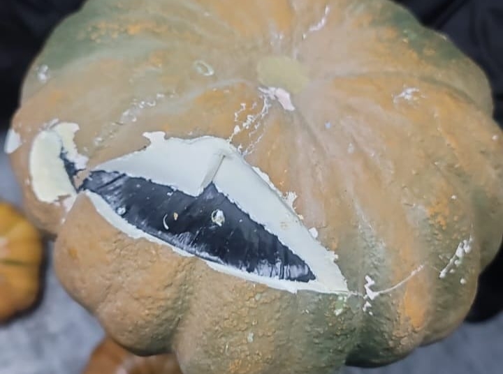 Dncd incauta 334 paquetes de presunta cocaína camuflados en auyamas plásticas en caucedo