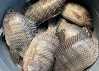 Arranca producción de tilapia en presa de sabaneta