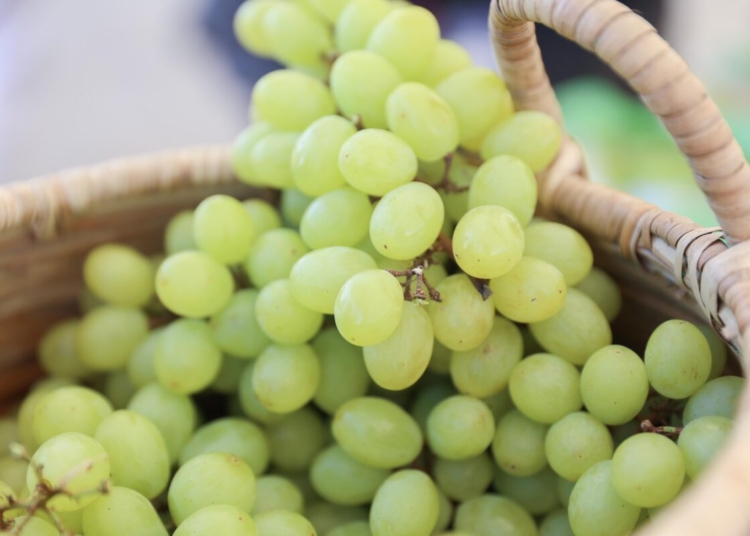Primeros furgones de uvas de mesa dominicanas arriban a puerto de filadelfia, ee. Uu.