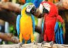Guacamayo rojo en hábitat natural por el Día Mundial del Loro