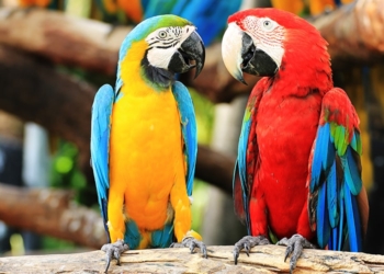 Guacamayo rojo en hábitat natural por el Día Mundial del Loro